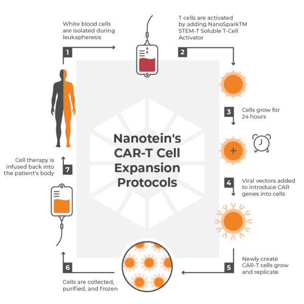 CAR T Cell Expansion Ex Vivo CAR T Expansion For Cell Therapy