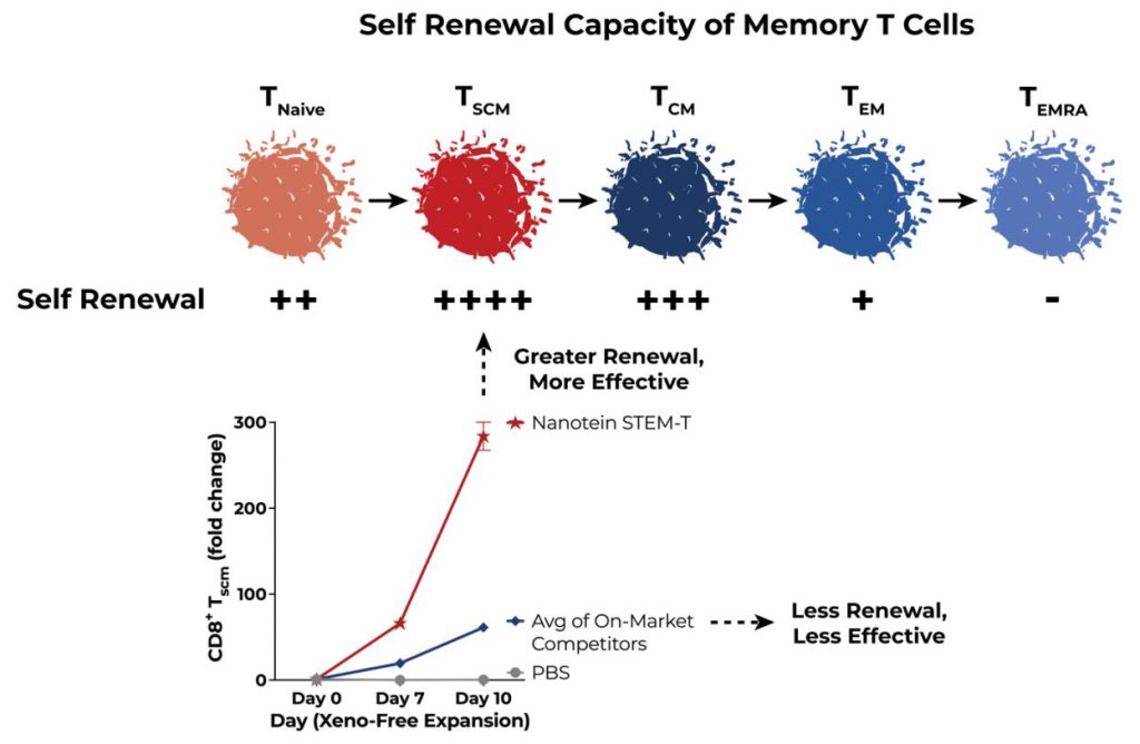 Self Renewal Capacity of Memory T Cells