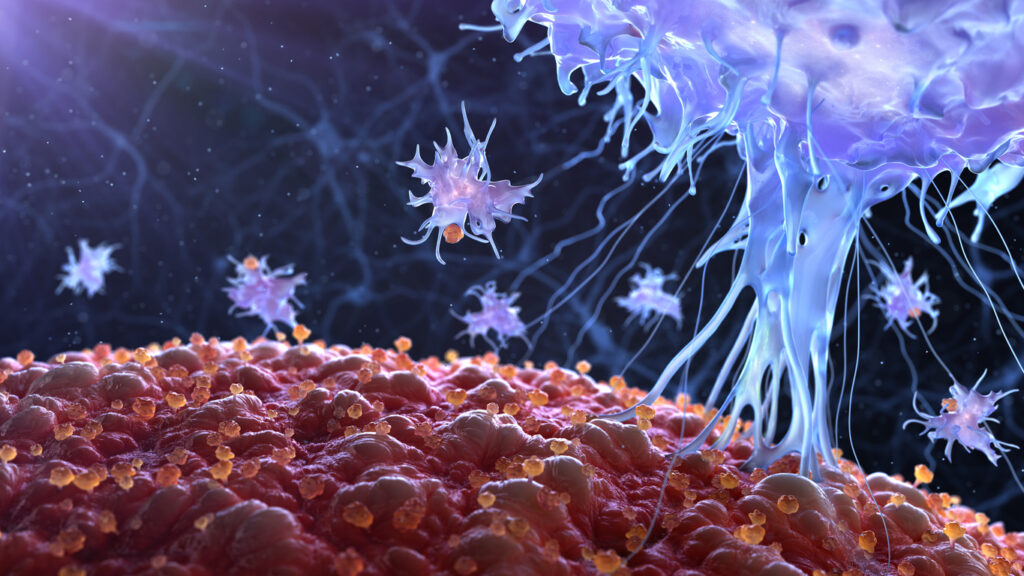 immune cells in action